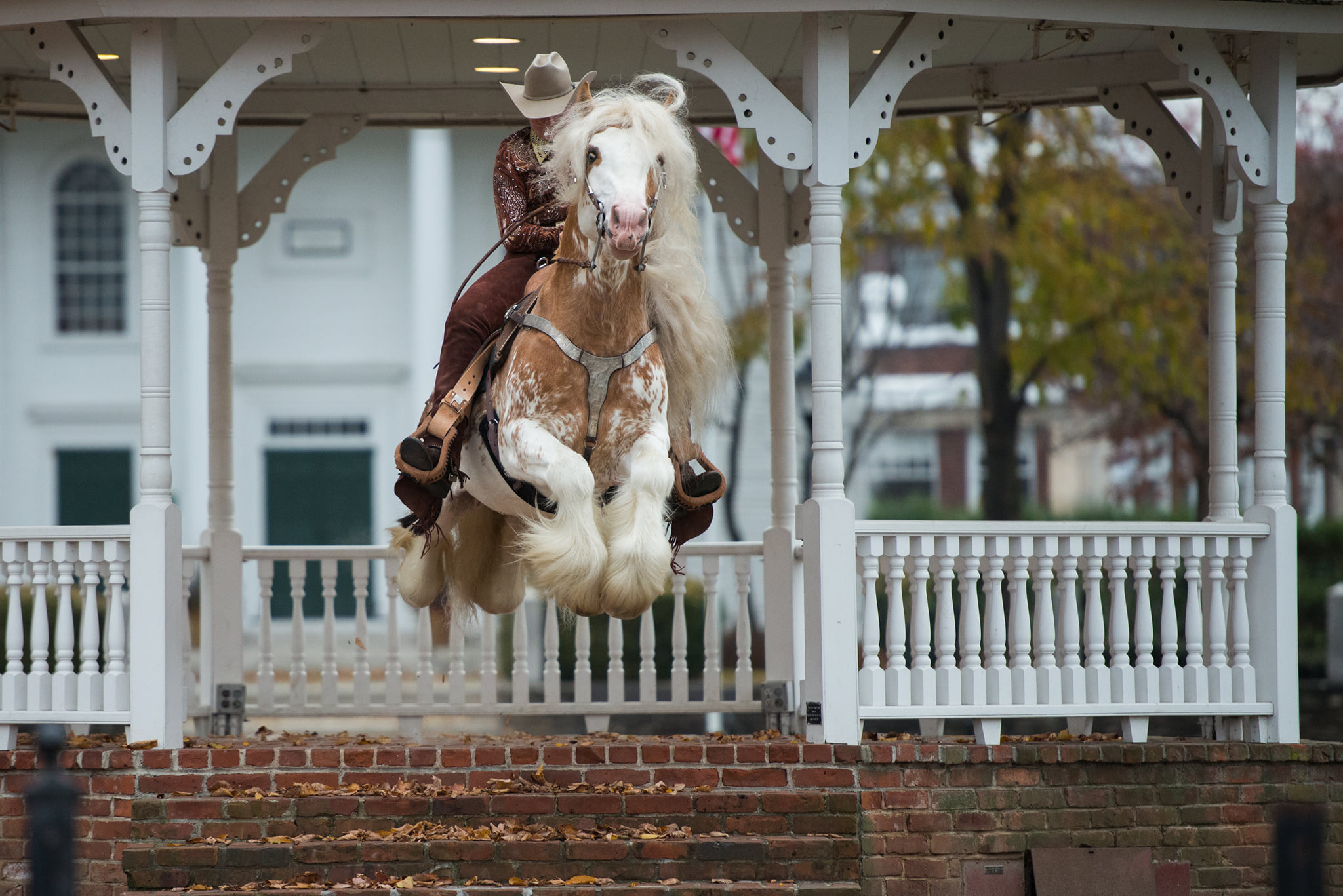 Helen Peppe Horse Photography - Gypsy Jumping